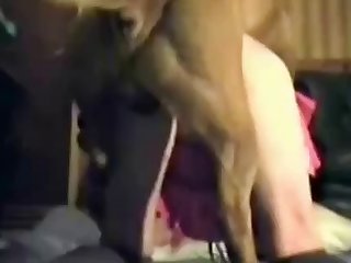 Best Hd Animal Porn