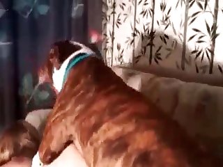 Black Porn Animal
