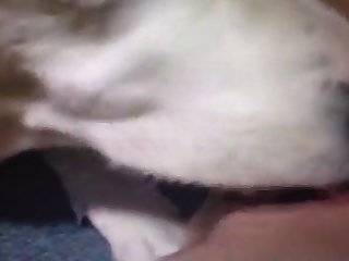 Porn Men And Animal