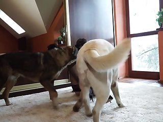 Extreme Hentai Monster Porn