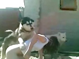 Men Fuck Dog Zoo Porn