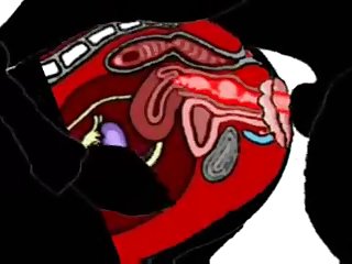 Man Fuck Small Dog Anal