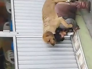 Fuck Dog Sex Video