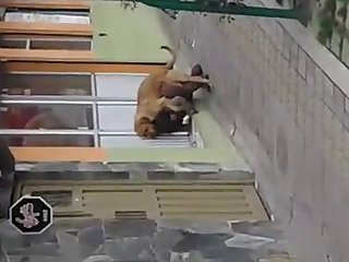 Fuck Dog Sex Video