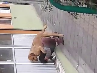 Fuck Dog Sex Video