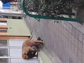 Fuck Dog Sex Video