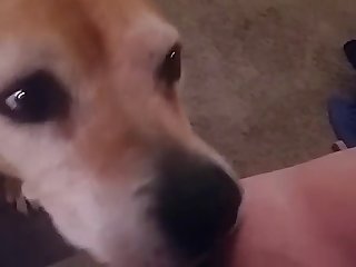 Hot Blonde Fuck By Dog