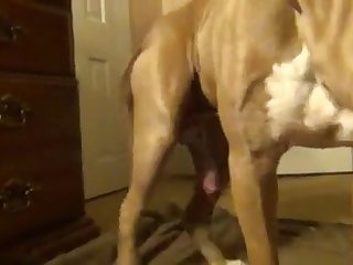 German Wife Fuck Dog