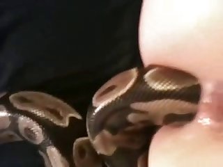 Porn Dog Fuck Mouth