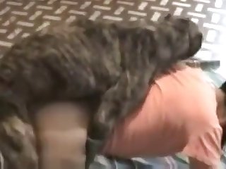Dog Fuck Girl Rule 34
