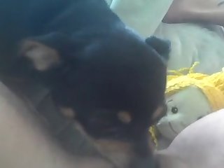 Teen Fuck Dog Hd