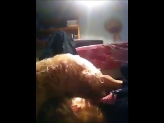Dog Want Fuck Girl