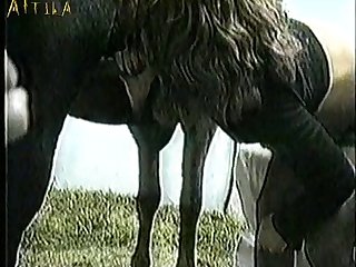 Porn Gay Animal Sex