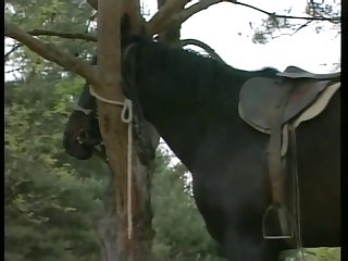Sex Animal Movies