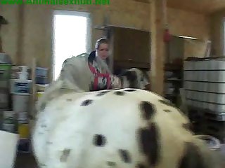 Gays Sex Animal