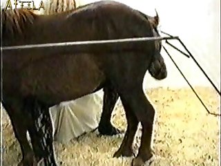 Animal Sex With Girls Video