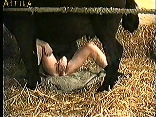 Gay And Animal Sex