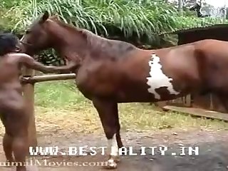 Horse Sex Video Porn