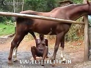 Horse Pokemon Porn