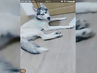 Spy Cam Zoo Porn