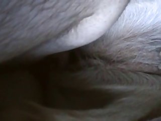 Animal Sex Dvd