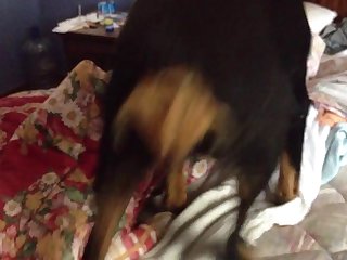 Attila Animal Sex