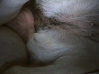 Animal Sex Dvd