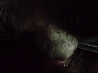 Attila Animal Sex