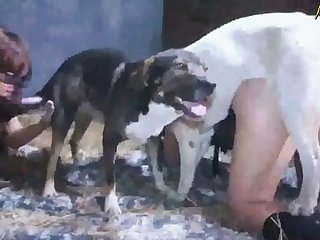 Animal Sex Videos With Girls