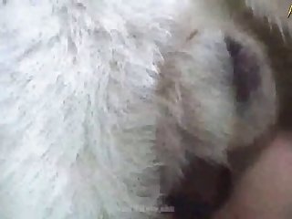 Animal Sex Videos With Girls