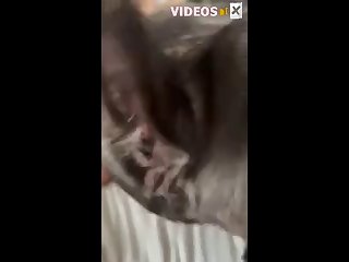 Dalmatian Zoo Porn