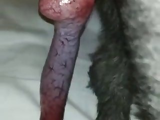 Horse Cum In Face