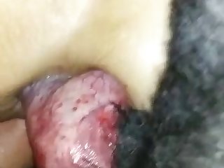 Horse Cum In Face