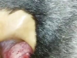 Horse Cum In Face