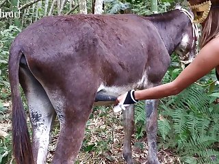 Xxx Cow