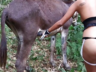 Xxx Cow