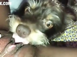 Donna Scopa Cane