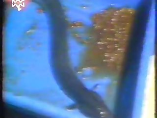 Fish Eel Zoo Porn