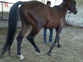 Pamela Walked Up Close To The Horse Her Naked Leg