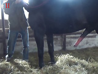 The Horse's Cock Was Already Incredibly Long And Con