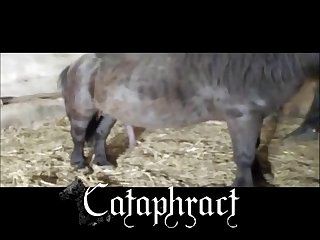 Porn compilation horse Compilation video