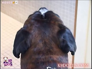 Hamsster Com