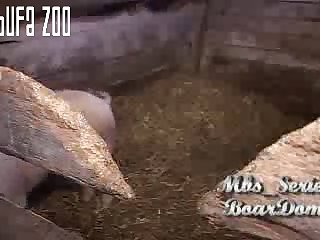 Massive Anal Insertion